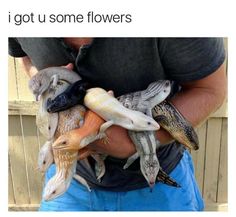 a man holding a bunch of small lizards