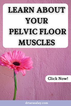 PELVIC FLOOR MUSCLES - What is the pelvic floor and what women need to know about it! What Women Need, Bladder Health, Body Awareness, Health Board, Core Muscles, Living A Healthy Life, Pelvic Floor