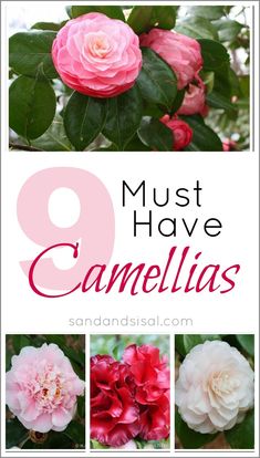 pink flowers with the words, must have camellias