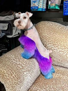 a small dog sitting on top of a leopard print couch with purple and blue fur