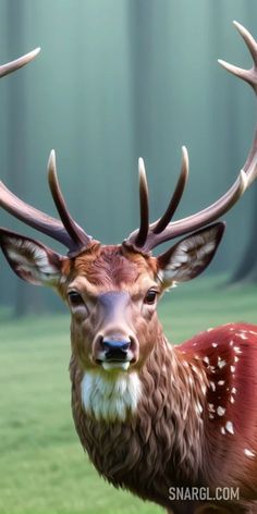 a deer with large antlers standing in the grass