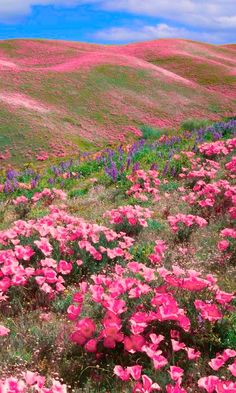 pink flowers blooming on the side of a hill