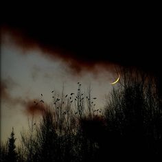 birds flying in the sky at night with trees silhouetted by dark clouds and a half moon