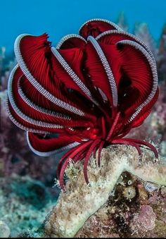 a red sea fan sitting on top of a coral