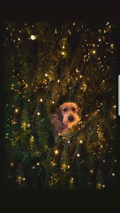 a dog peeking out from behind a christmas tree with lights on it's branches