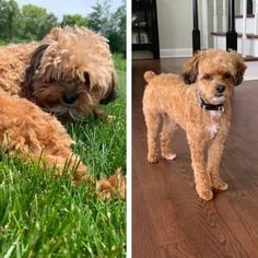 two dogs are standing in the grass and one is laying on the ground with his head down