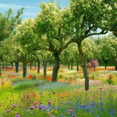 an open field filled with lots of trees and flowers