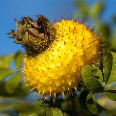 a close up of a yellow flower on a tree with leaves and blue sky in the background