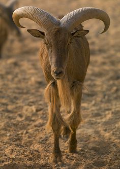 an animal with long horns walking in the dirt