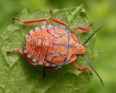 an orange and blue bug sitting on top of a green leaf