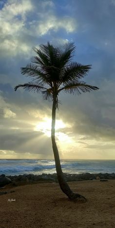 a lone palm tree on the beach at sunset