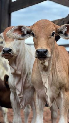 two brown and white cows standing next to each other