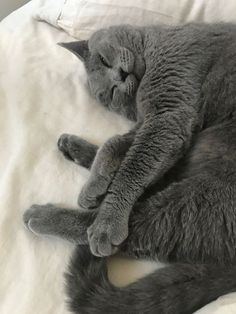 a gray cat sleeping on top of a white blanket