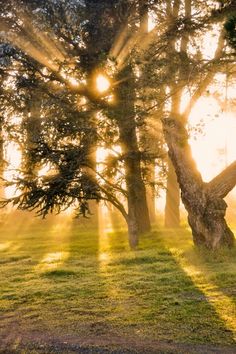 the sun is shining through the trees in the park