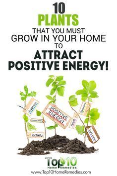 a poster with the words, 10 plants that you must grow in your home to attract positive energy