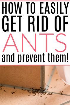 how to easily get rid of ants and prevent them from pests on the floor