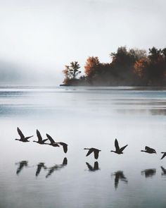 a flock of birds flying over a body of water