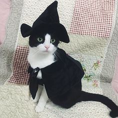 a black and white cat wearing a tuxedo costume sitting on a quilted bed