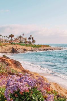 purple flowers are blooming on the beach next to the water and palm trees in the background