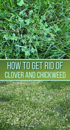 chickweed and clover in a lawn. How To Kill Clover In Grass Lawn, How To Get Rid Of Clover In Lawn, Planting Ginger, Clover Lawn