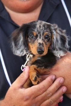 a person holding a small dog in their arms with his owner's arm around him