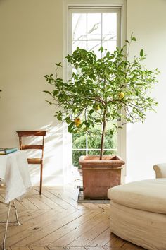 a potted lemon tree sitting in the corner of a room with a chair and table