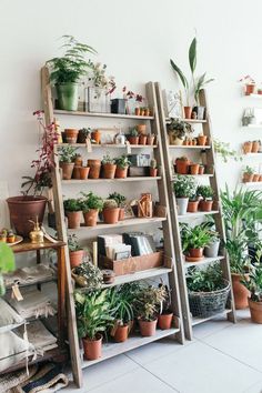 several shelves filled with potted plants in front of a white wall and flooring