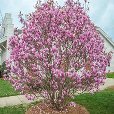 a tree with purple flowers in front of a house