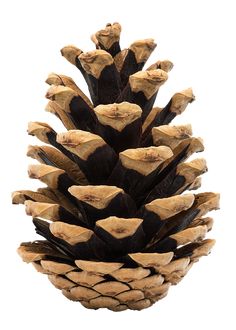 a close up of a pine cone on a white background