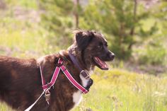 a brown and white dog standing on top of a grass covered field with trees in the background