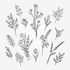 hand drawn herbs set on white paper