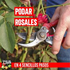 Rose Pruning, Rose Care, Pruning Shears, Green Space, Garden Pots, Gardening Tips, Garden Tools, Step By Step, Roses