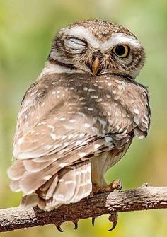 an owl sitting on top of a tree branch