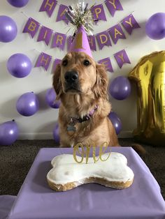 a golden retriever sitting in front of a birthday cake with the number one on it