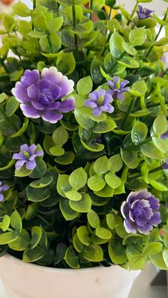 a potted plant with purple flowers and green leaves