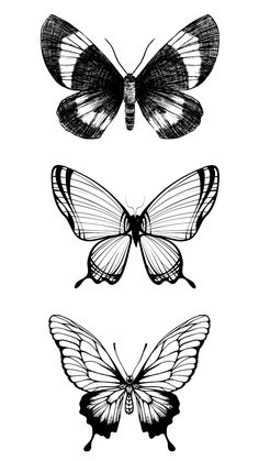 three butterflies are shown in black and white, one is drawn with ink on paper