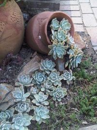 several succulents growing out of the ground next to some rocks