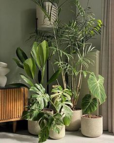 there are many different types of plants in the room