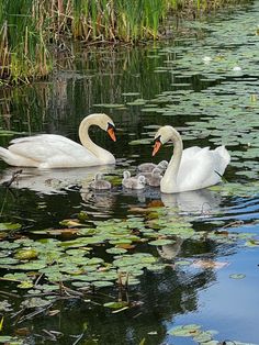 two swans are swimming in the water with their babies