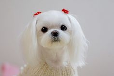 a small white dog wearing a sweater with red bows on it's head and looking at the camera