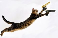 Funny Cats with Guns | Funny Cats With Guns Wallpapers Vinnie Paz, Inside Your Brain, Wallpapers Funny, Cat And Dog Photos, Business Cat, Vampire Cat, Funny Cat Compilation, Agent Orange, Cat Seat