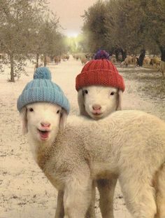 two sheep wearing hats standing next to each other on snow covered ground with trees in the background