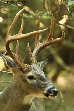 a close up of a deer with antlers on it's head