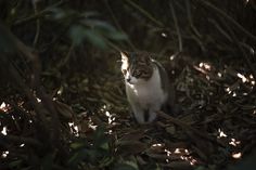 a cat sitting in the middle of some leaves