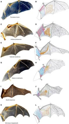 the different types of bats are shown in this diagram, and each one has its own wing