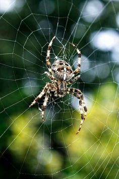 a large spider sitting on its web in the middle of it's webs