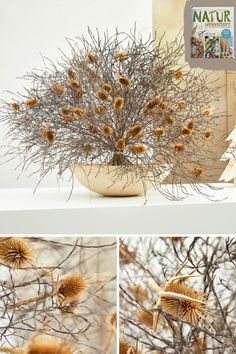 some dried flowers in a white vase on a table with other pictures and instructions to make it look like they are dying