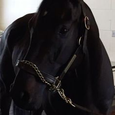 a black horse with a gold chain around its neck