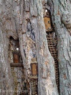 several tree houses built into the side of a large, old tree trunk in a forest