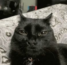 a black cat sitting on top of a couch